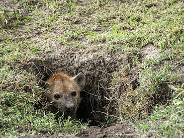 Adult spotted hyena (Crocuta crocuta) in its den, Serengeti National Park, Tanzania, East Africa, Africa