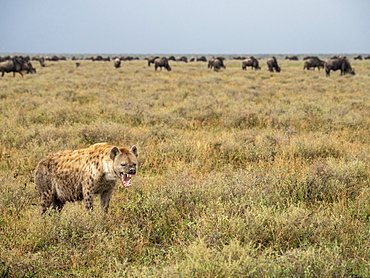 Adult spotted hyena (Crocuta crocuta), with wildebeests in Serengeti National Park, UNESCO World Heritage Site, Tanzania, East Africa, Africa