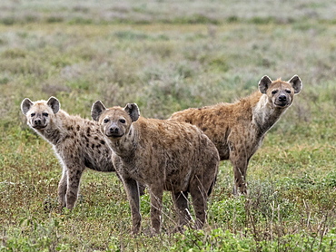 Spotted hyena (Crocuta crocuta), pack in Serengeti National Park, Tanzania, East Africa, Africa