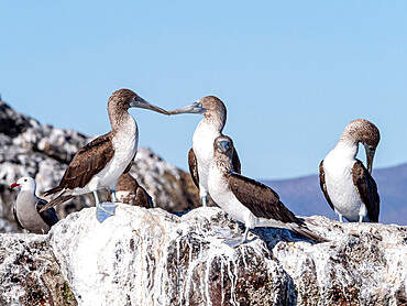 Adult blue-footed boobies (Sula nebouxi), Santa Rosalia, Baja California Sur, Mexico, North America