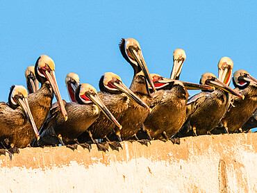 Brown pelicans (Pelecanus occidentalis) at a fish processing plant, Puerto San Carlos, Baja California Sur, Mexico, North America