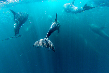 Adult bottlenose dolphins (Tursiops truncatus) bowriding underwater, Isla San Pedro Martir, Baja California, Mexico, North America