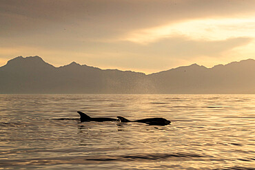 Adult bottlenose dolphins (Tursiops truncatus) surfacing near Isla Santa Catalina, Baja California Sur, Mexico, North America