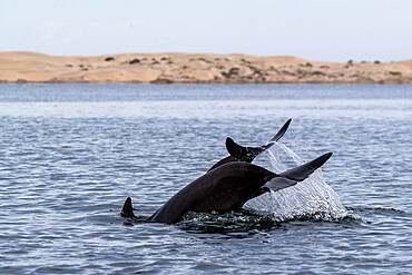 Adult bottlenose dolphins (Tursiops truncatus), flukes-up diving in Bahia Magdalena, Baja California Sur, Mexico, North America