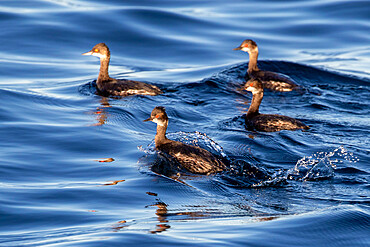 A flock of eared grebes (Podiceps nigricollis) in non-breeding plumage, Los Islotes, Baja California Sur, Mexico, North America