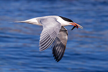 Elegant tern (Thalasseus elegans) in flight with a small fish at breeding colony on Isla Rasa, Baja California, Mexico, North America