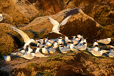 Elegant terns (Thalasseus elegans), breeding colony on Isla Rasa, Baja California, Mexico, North America