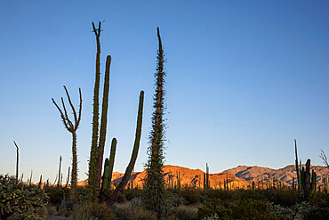 Boojum tree (Fouquieria columnaris), with cardon cactus, Bahia de los Angeles, Baja California, Mexico, North America