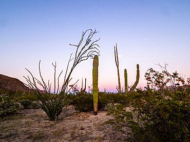 Boojum tree (Fouquieria columnaris) with full moon, Sonoran Desert, Bahia de los Angeles, Baja California, Mexico, North America