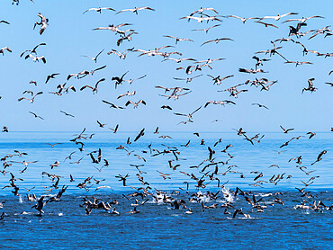 A feeding frenzy of sea birds diving on small baitfish near Isla San Pedro Esteban, Baja California, Mexico, North America