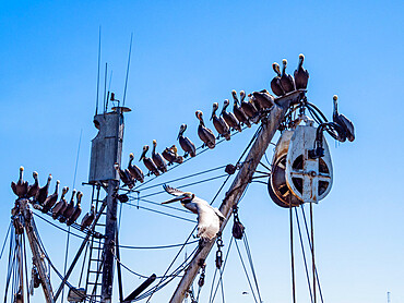 Brown pelicans (Pelecanus occidentalis) at a sardine processing plant, Puerto San Carlos, Baja California Sur, Mexico, North America