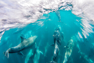 Adult bottlenose dolphins (Tursiops truncatus) bowriding underwater, Isla San Pedro Martir, Baja California, Mexico, North America