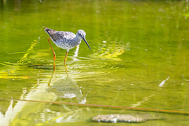 An adult greater yellowlegs (Tringa melanoleuca), wading in a stream in San Jose del Cabo, Baja California Sur, Mexico, North America