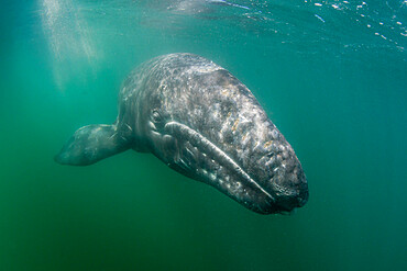 California gray whale calf (Eschrichtius robustus) underwater, San Ignacio Lagoon, Baja California Sur, Mexico, North America