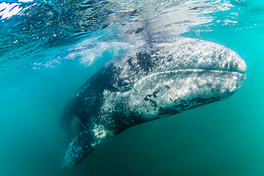 California gray whale calf (Eschrichtius robustus) underwater, San Ignacio Lagoon, Baja California Sur, Mexico, North America