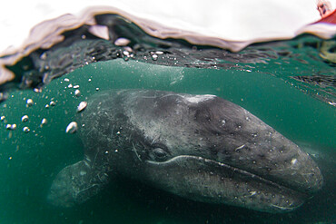 California gray whale calf (Eschrichtius robustus), San Ignacio Lagoon, Baja California Sur, Mexico, North America