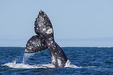 California gray whales (Eschrichtius robustus), courtship behavior, San Ignacio Lagoon, Baja California Sur, Mexico, North America