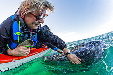 Whale watcher with California gray whale (Eschrichtius robustus), San Ignacio Lagoon, Baja California Sur, Mexico, North America