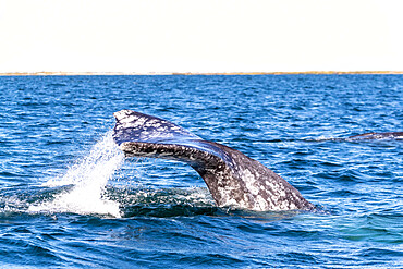 Adult California gray whale (Eschrichtius robustus) diving in San Ignacio Lagoon, Baja California Sur, Mexico, North America