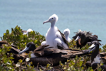 Magnificent frigatebird chicks (Fregata magnificens) with parents, Isla del Espiritu Santo, Baja California Sur, Mexico, North America