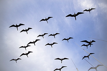 Magnificent frigatebird (Fregata magnificens), breeding colony in Bahia Gabriel, Isla del Espiritu Santo, BCS, Mexico, North America