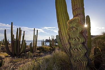 Endemic giant barrel cactus (Ferocactus diguetii) on Isla Santa Catalina, Baja California Sur, Mexico, North America