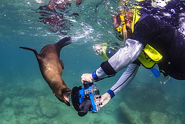 California sea lion (Zalophus californianus), with photographer at Los Islotes, Baja California Sur, Mexico, North America