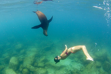 California sea lion (Zalophus californianus), with snorkeler at Los Islotes, Baja California Sur, Mexico, North America