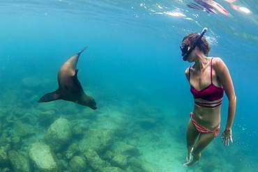 California sea lion (Zalophus californianus), with snorkeler at Los Islotes, Baja California Sur, Mexico, North America