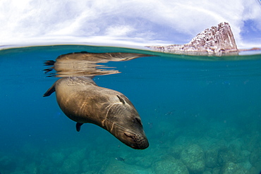 California sea lion (Zalophus californianus), underwater at Los Islotes, Baja California Sur, Mexico, North America