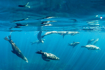 California sea lion (Zalophus californianus), underwater at Los Islotes, Baja California Sur, Mexico, North America