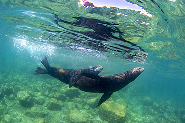 California sea lion (Zalophus californianus), underwater at Los Islotes, Baja California Sur, Mexico, North America, North America