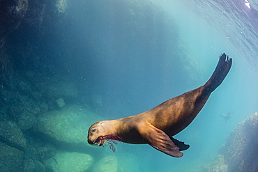 California sea lion (Zalophus californianus), playing with gorgonia, Los Islotes, Baja California Sur, Mexico, North America