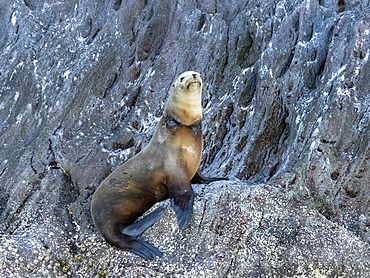 California sea lion (Zalophus californianus), with fishing net around its neck, Isla San Pedro Martir, Baja California, Mexico, North America