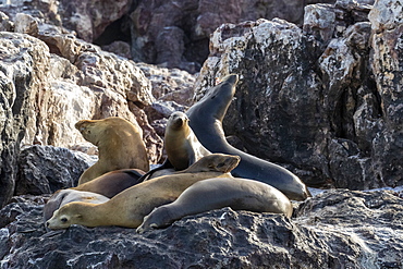 California sea lions (Zalophus californianus), at Isla San Pedro Martir, Baja California, Mexico, North America