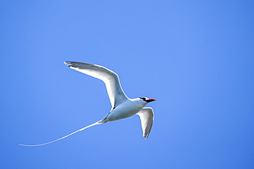 Adult red-billed tropicbird (Phaethon aethereus) in flight at nest site on Isla San Pedro Martir, Baja California, Mexico, North America