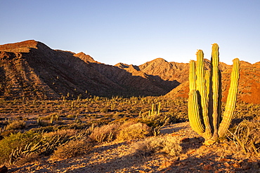 Mexican giant cardon cactus (Pachycereus pringlei), at sunrise on Isla San Esteban, Baja California, Mexico, North America