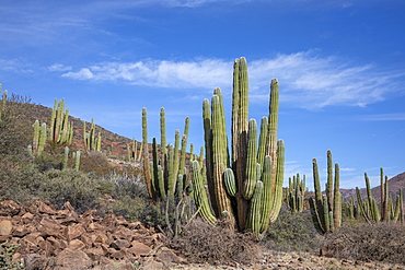 Mexican giant cardon cactus (Pachycereus pringlei), on Isla San Esteban, Baja California, Mexico, North America