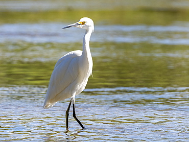 Adult snowy egret (Egretta thula) wading in tidal estuary, San Jose del Cabo, Baja California Sur, Mexico, North America