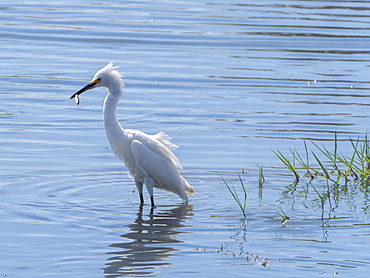 Adult snowy egret (Egretta thula), with fish in tidal estuary, San Jose del Cabo, Baja California Sur, Mexico, North America