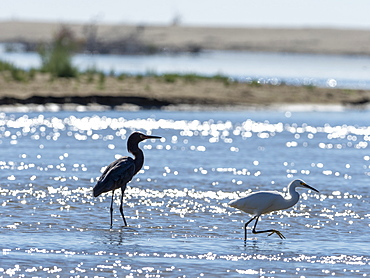 Adult snowy egret (Egretta thula) with reddish egret in tidal estuary, San Jose del Cabo, Baja California Sur, Mexico, North America