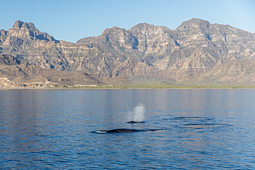 Adult fin whales (Balaenoptera physalus) surfacing in Loreto Bay National Park, Baja California Sur, Mexico, North America