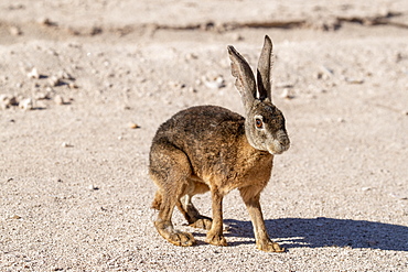 Black jackrabbit (Lepus insularis), endemic only to Isla del Espiritu Santo, Baja California Sur, Mexico, North America