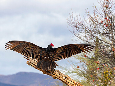 Adult turkey vulture (Cathartes aura), drying its wings, Sierra San Francisco, Baja California Sur, Mexico, North America