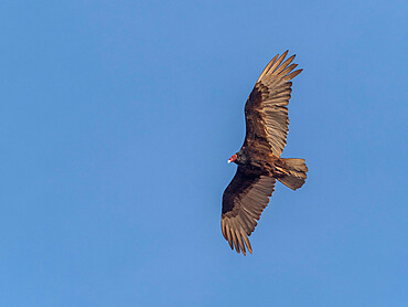 Adult turkey vulture (Cathartes aura), in flight at Los Islotes, Baja California Sur, Mexico, North America