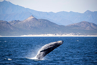 Adult humpback whale (Megaptera novaeangliae), breaching, San Jose del Cabo, Baja California Sur, Mexico, North America