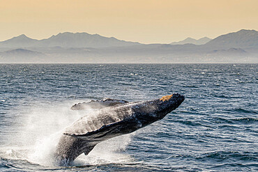 Adult humpback whale (Megaptera novaeangliae), breaching, San Jose del Cabo, Baja California Sur, Mexico, North America