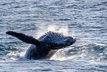 Adult humpback whale (Megaptera novaeangliae), breaching, San Jose del Cabo, Baja California Sur, Mexico, North America