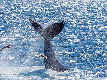 Adult humpback whale (Megaptera novaeangliae), tail-lobbing, Gorda Banks, Baja California Sur, Mexico, North America