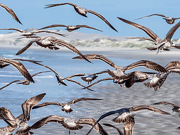 Juvenile western gulls (Larus occidentalis) feeding on tuna crabs, Isla Magdalena, Baja California Sur, Mexico, North America